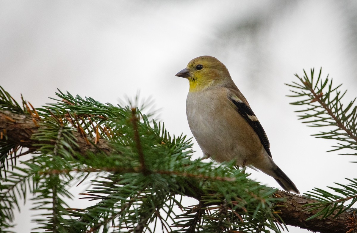 American Goldfinch - ML122559701