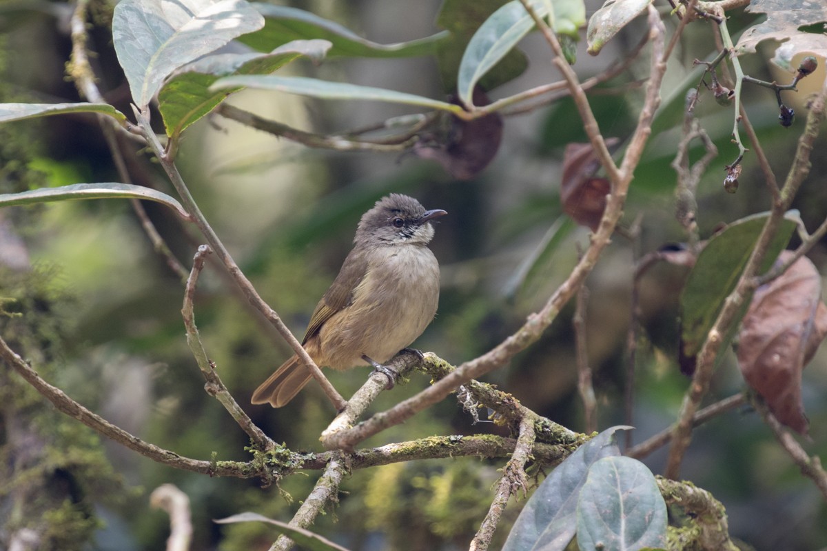 Ansorge's Greenbul - Raphael Lebrun