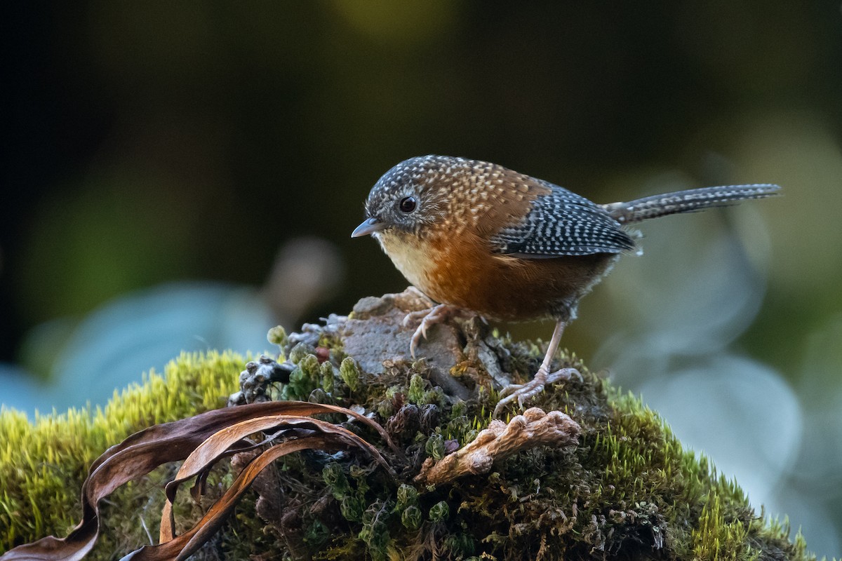 Bar-winged Wren-Babbler - Saurabh Sawant