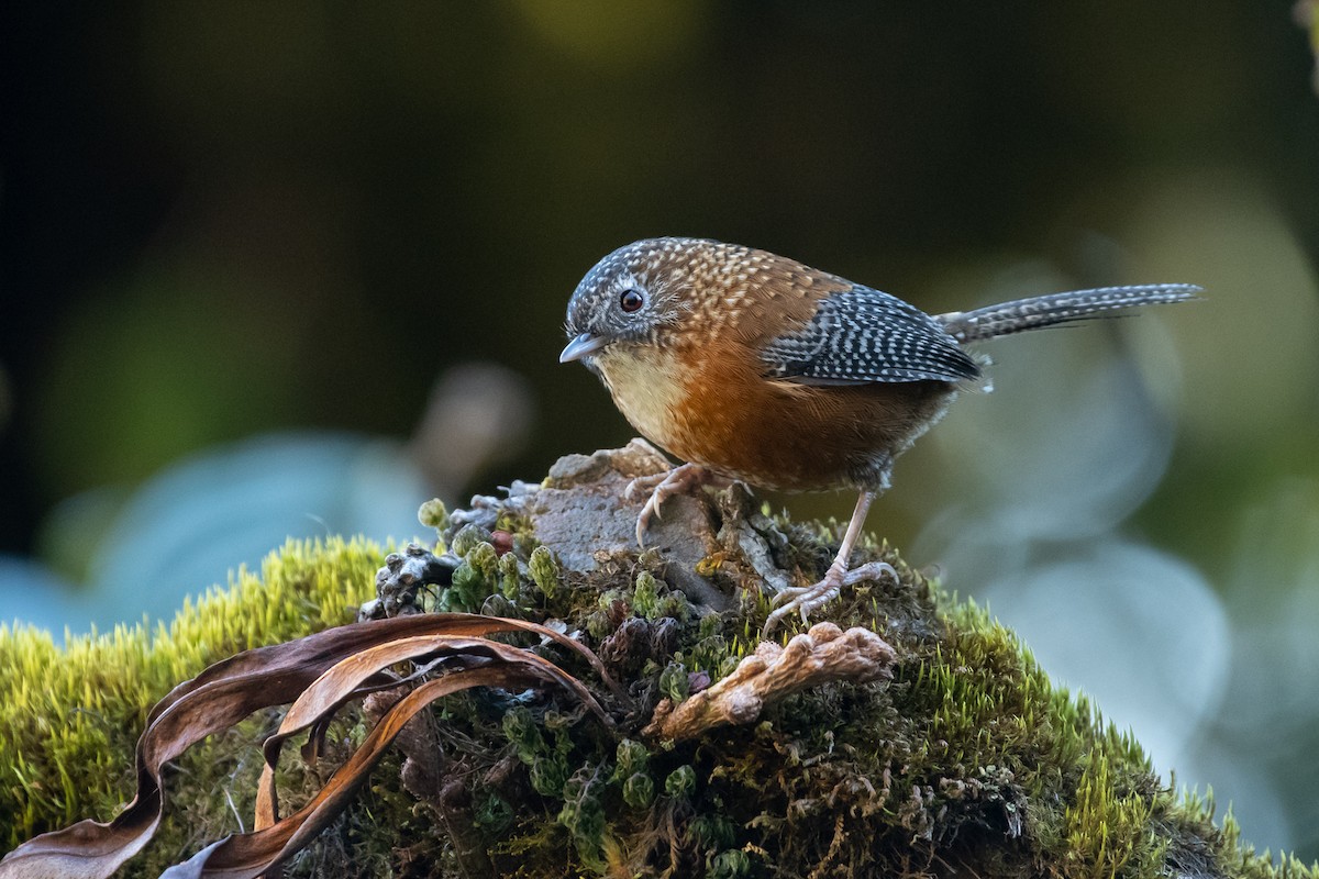 Bar-winged Wren-Babbler - Saurabh Sawant