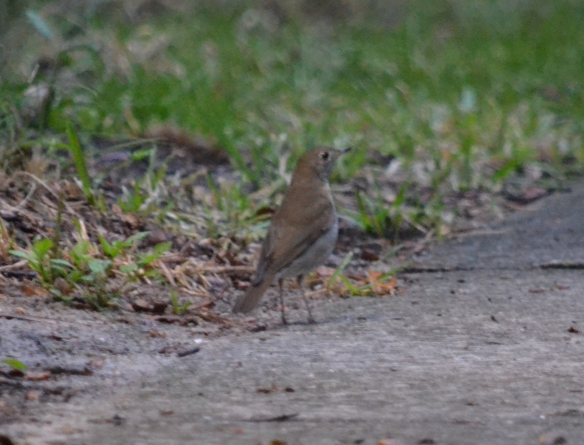 Veery - Cynthia Elder