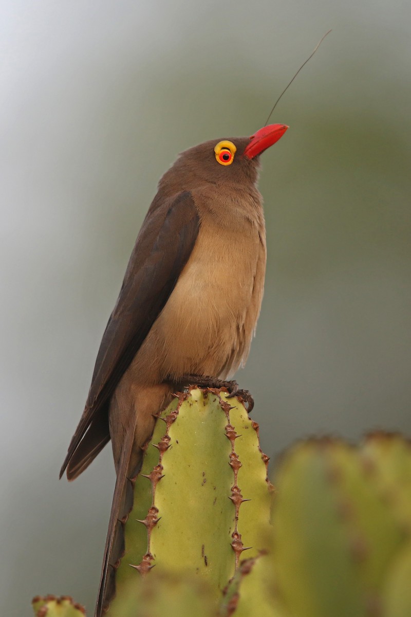 Red-billed Oxpecker - Volker Hesse