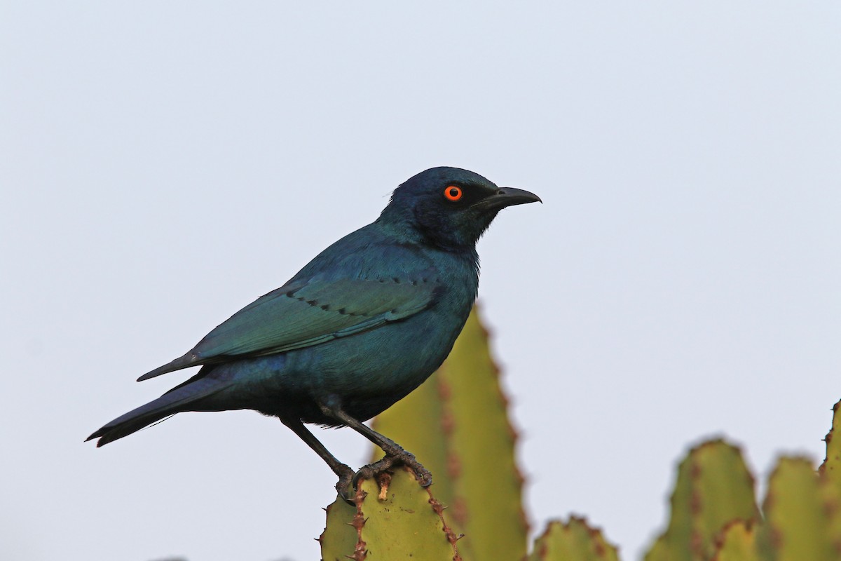 Greater Blue-eared Starling - ML122566061