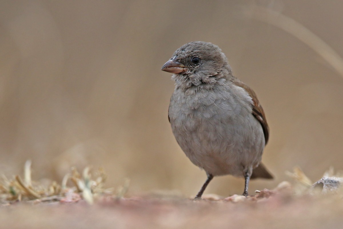 Gorrión Sudafricano - ML122566281