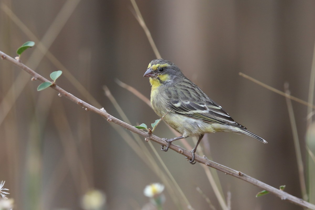 Serin du Mozambique - ML122566341