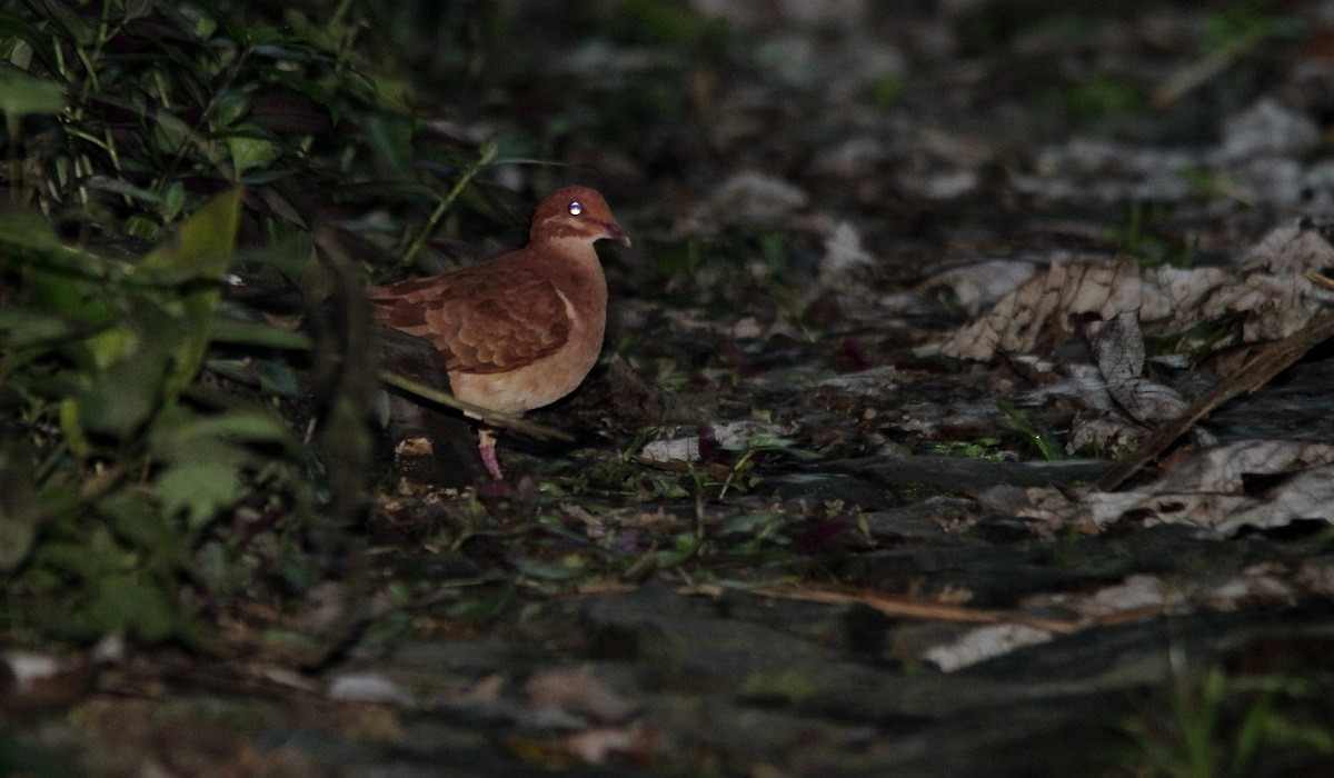 Ruddy Quail-Dove - ML122568371
