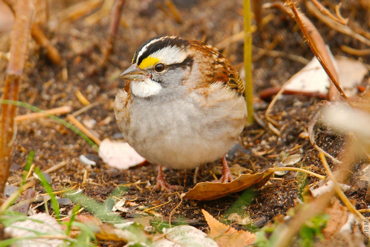 White-throated Sparrow - Michel Laferriere