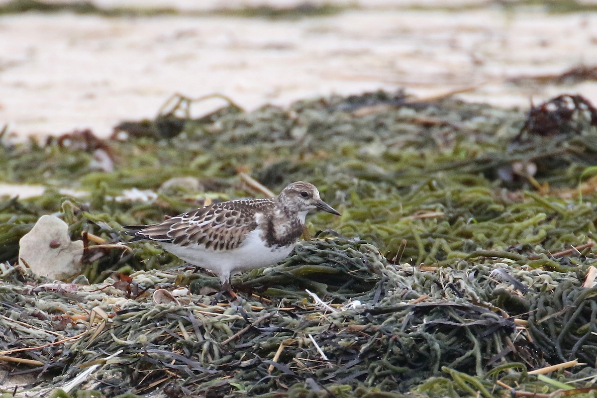 Ruddy Turnstone - ML122569691