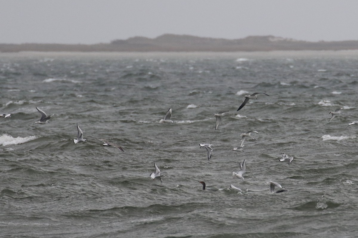 Bonaparte's Gull - ML122570271