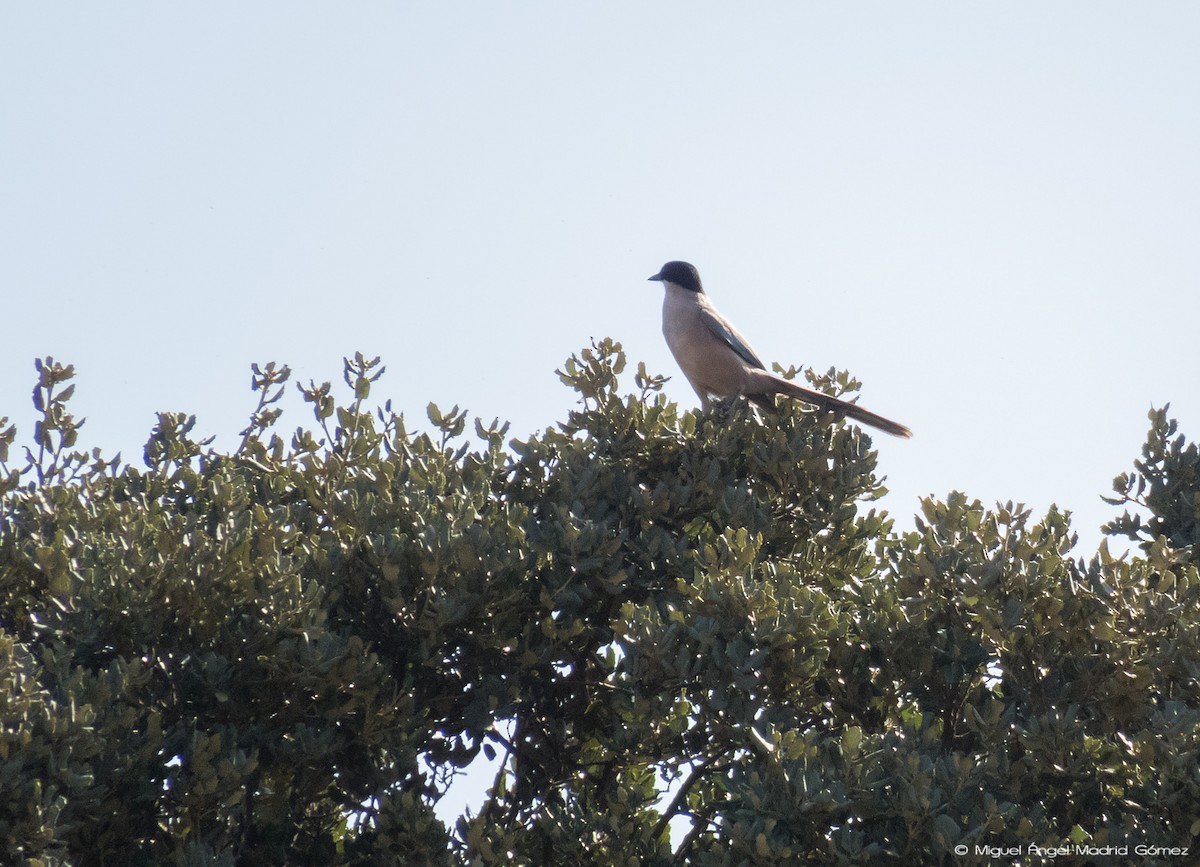 Iberian Magpie - ML122570391