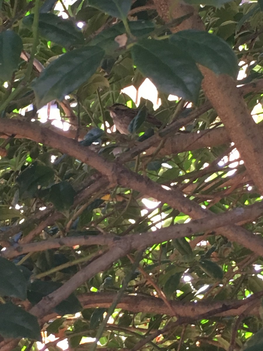 White-throated Sparrow - ML122571401