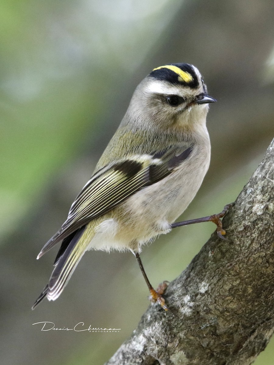 Golden-crowned Kinglet - ML122571841