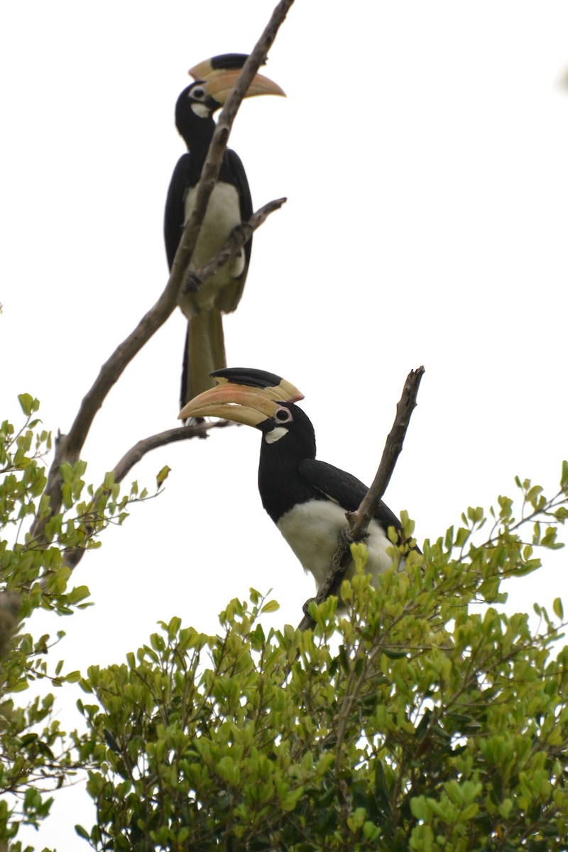 Malabar Pied-Hornbill - ML122572821