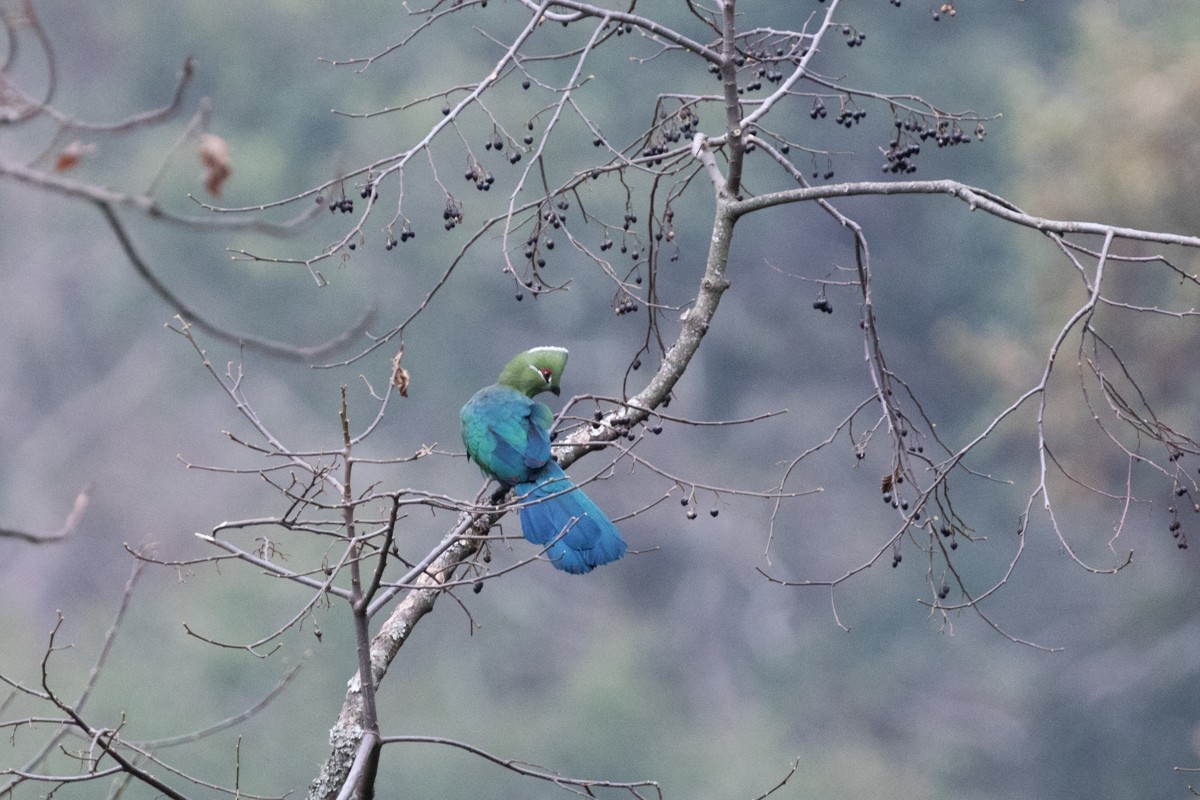 Black-billed Turaco - ML122573311