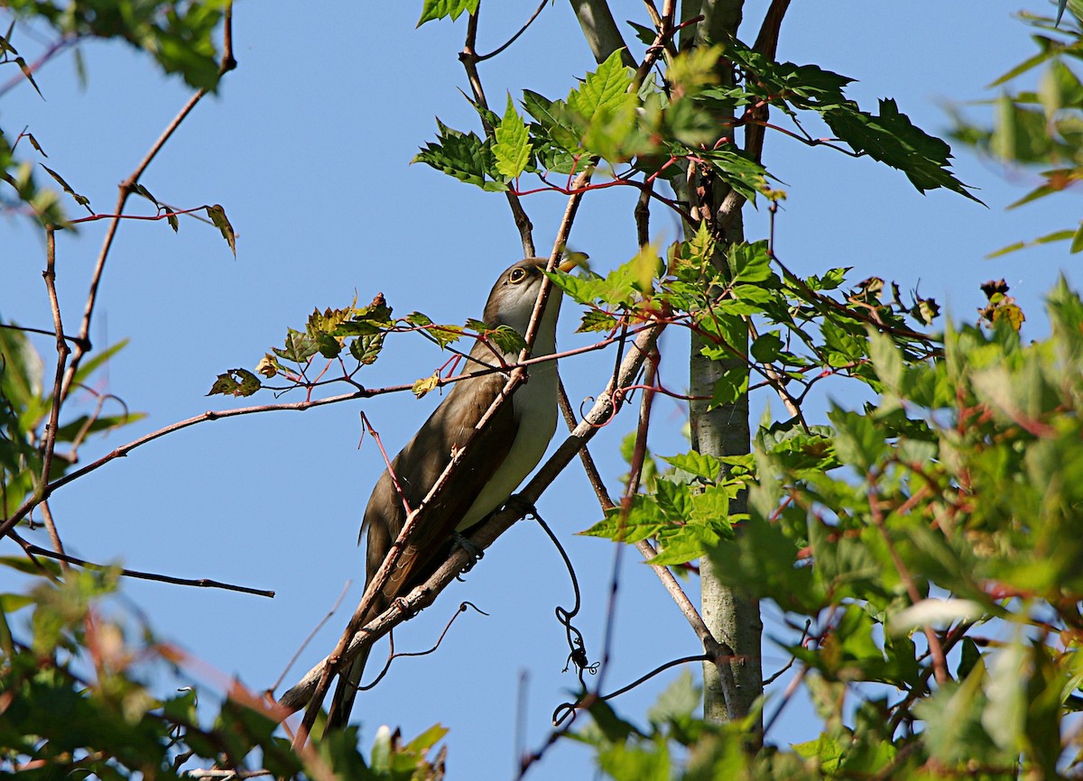 Yellow-billed Cuckoo - Paul Williams