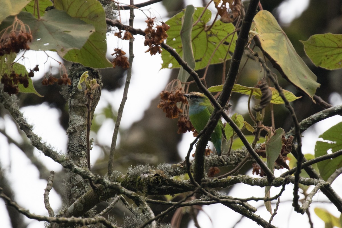 Grauer's Broadbill - Raphael Lebrun