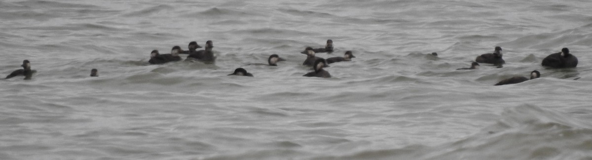 Black Scoter - ML122577181