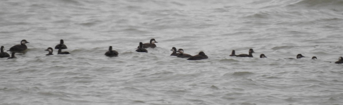 Black Scoter - ML122577191