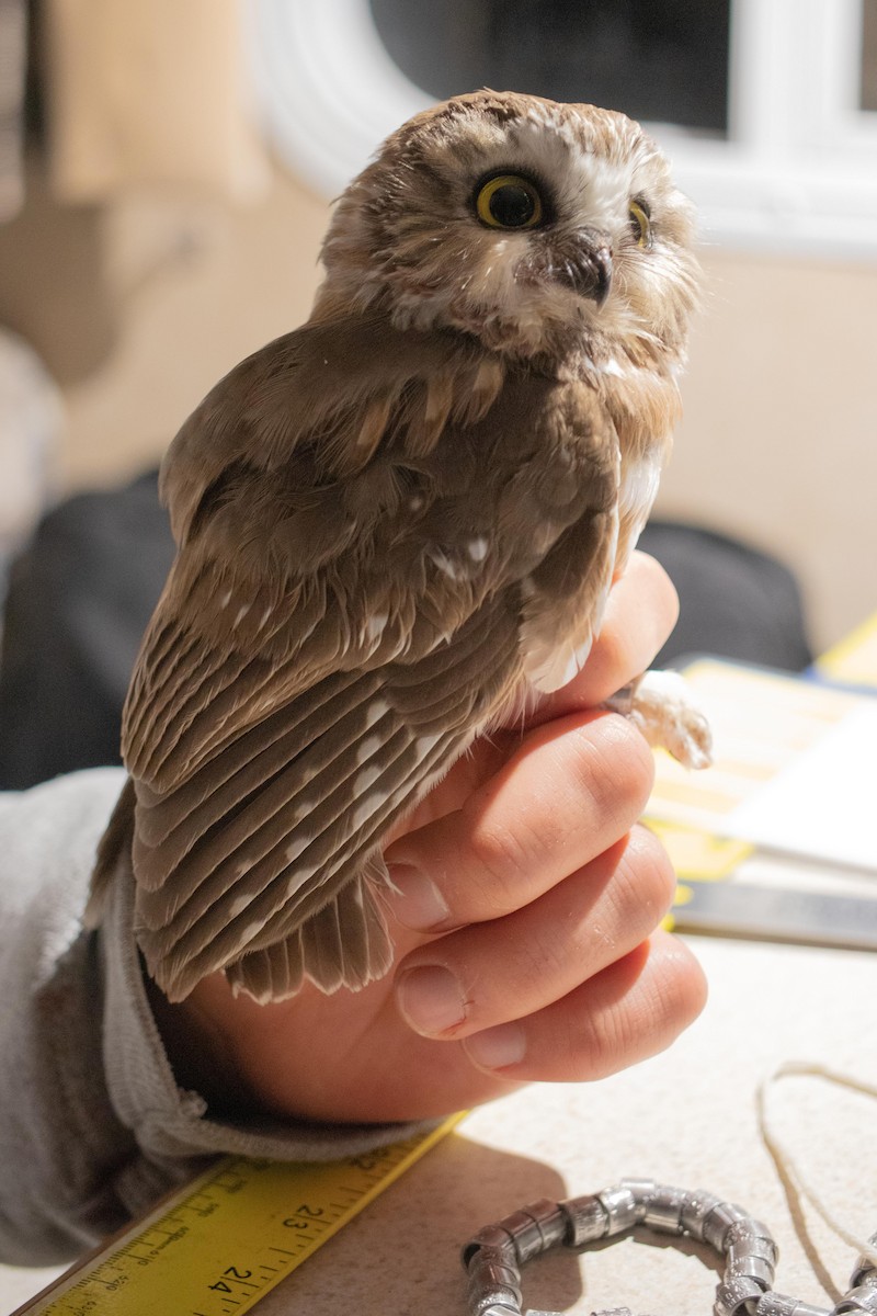 Northern Saw-whet Owl - ML122577251