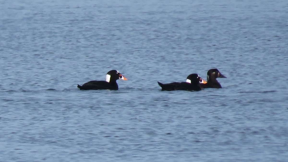 Surf Scoter - ML122579601