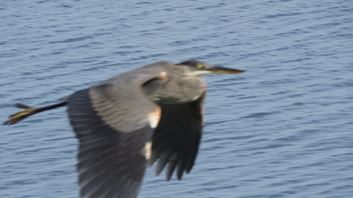 Great Blue Heron - ML122579821