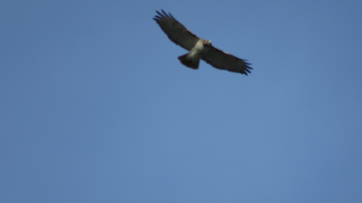 Red-tailed Hawk - ML122579901