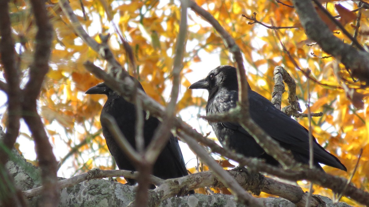 American Crow - ML122579971