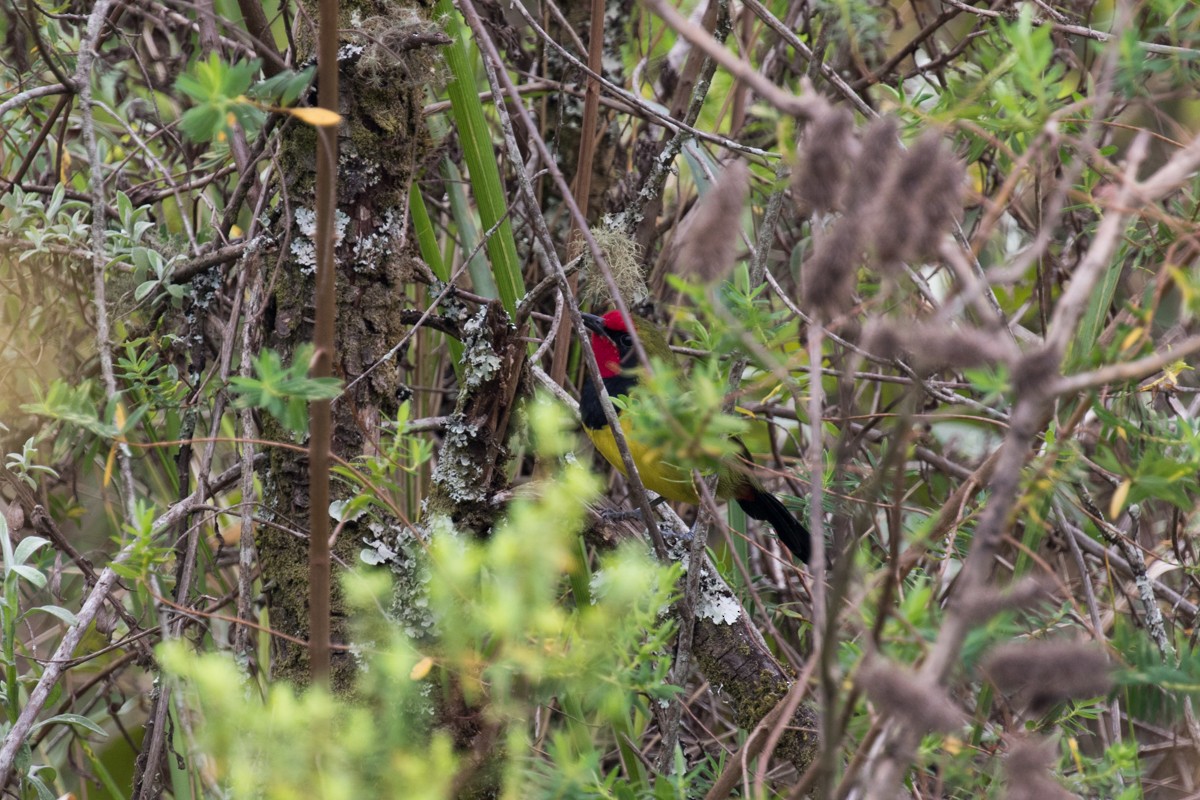 Doherty's Bushshrike - ML122580091