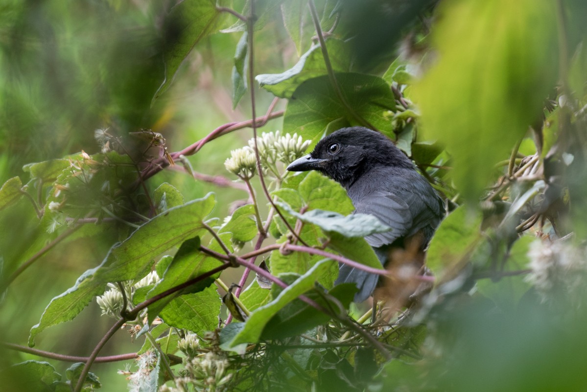 Albertine Boubou - Raphael Lebrun