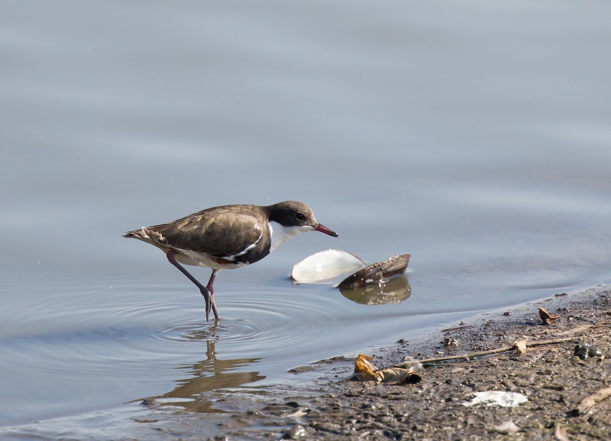 Red-kneed Dotterel - ML122581371