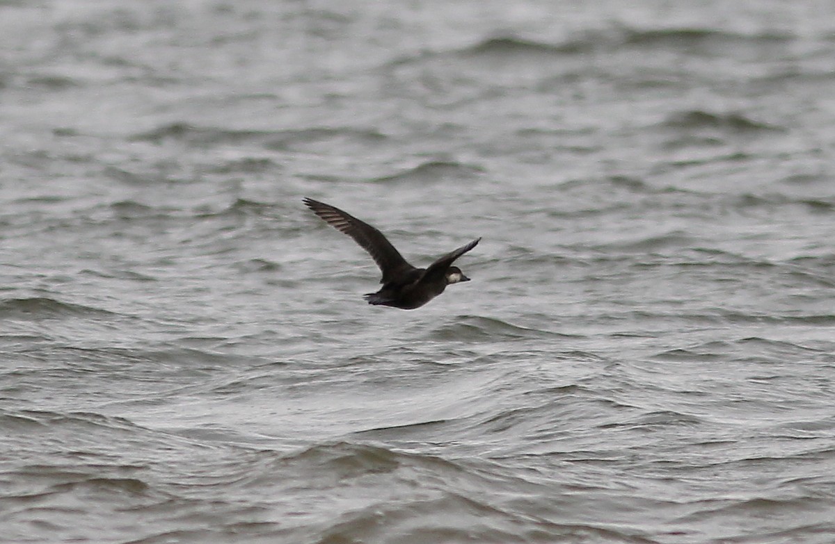 Black Scoter - Ben Sandstrom