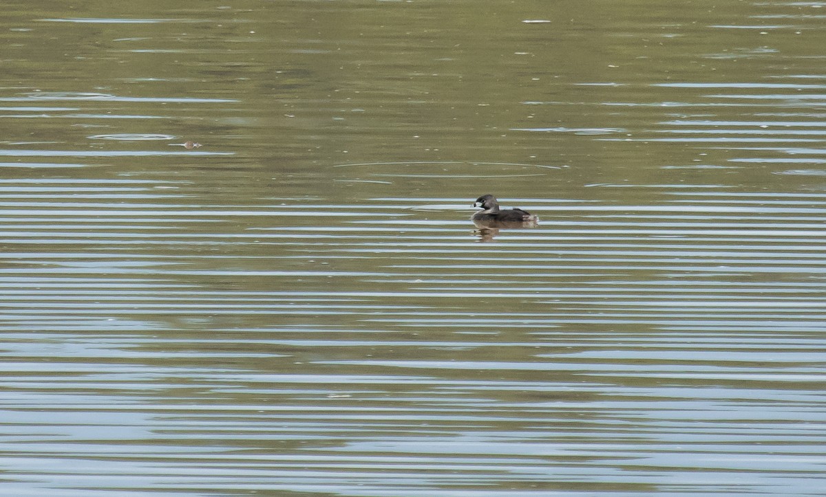 Pied-billed Grebe - ML122582951