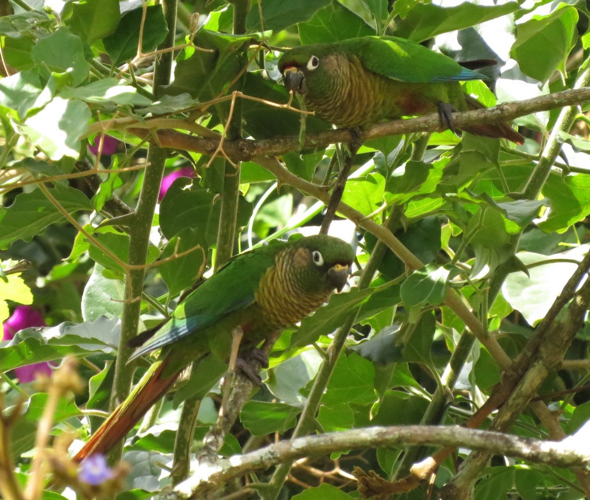 Maroon-bellied Parakeet - ML122583551