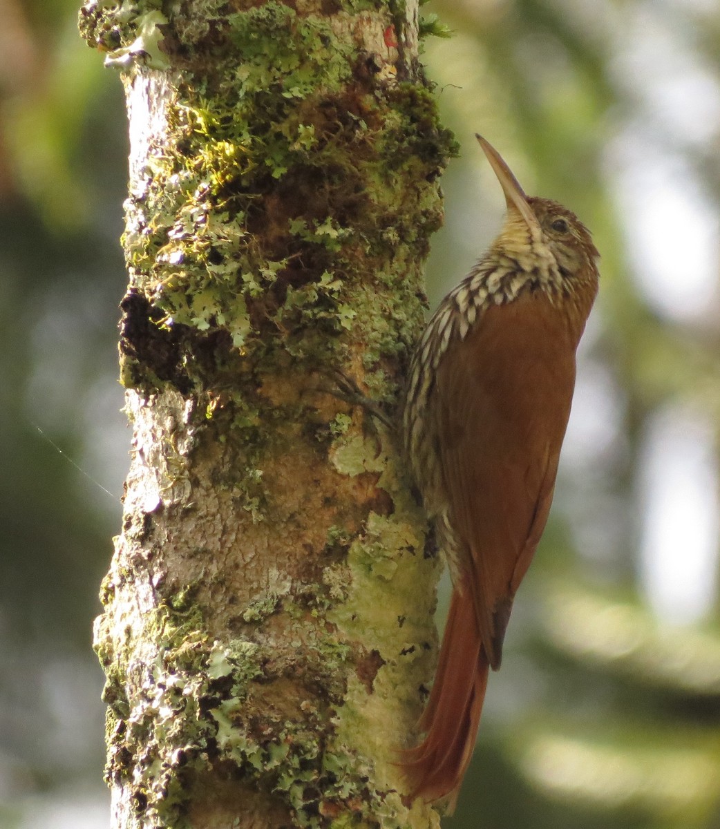 Scaled Woodcreeper - ML122583661