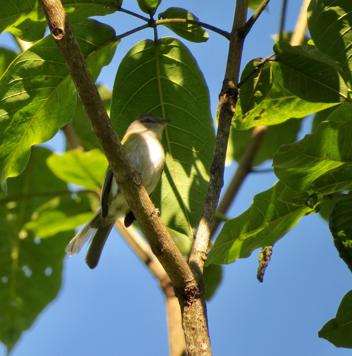 Gray-capped Tyrannulet - ML122583791