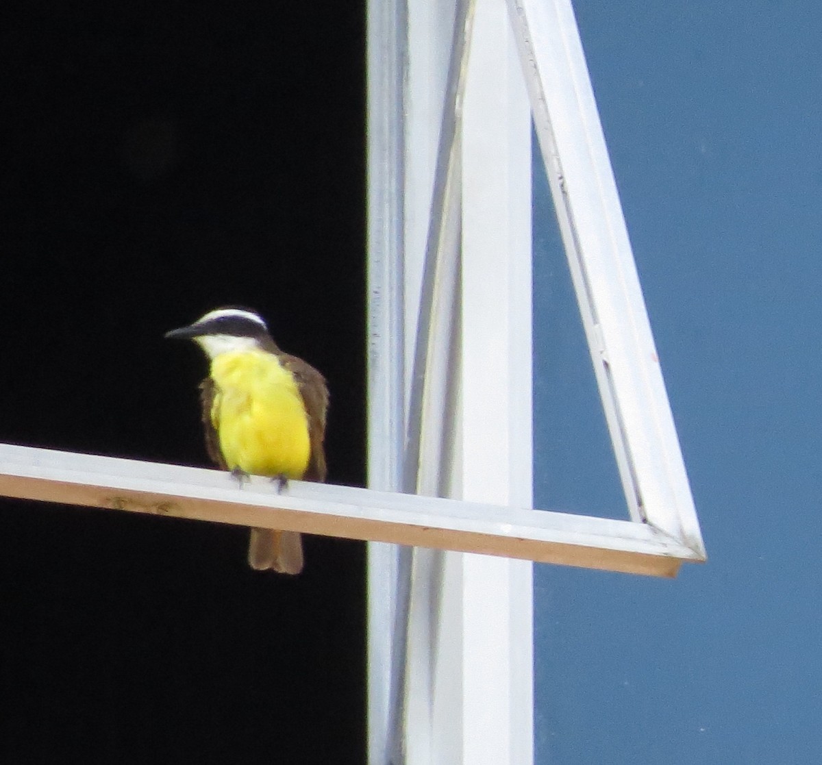 Great Kiskadee - ML122583891