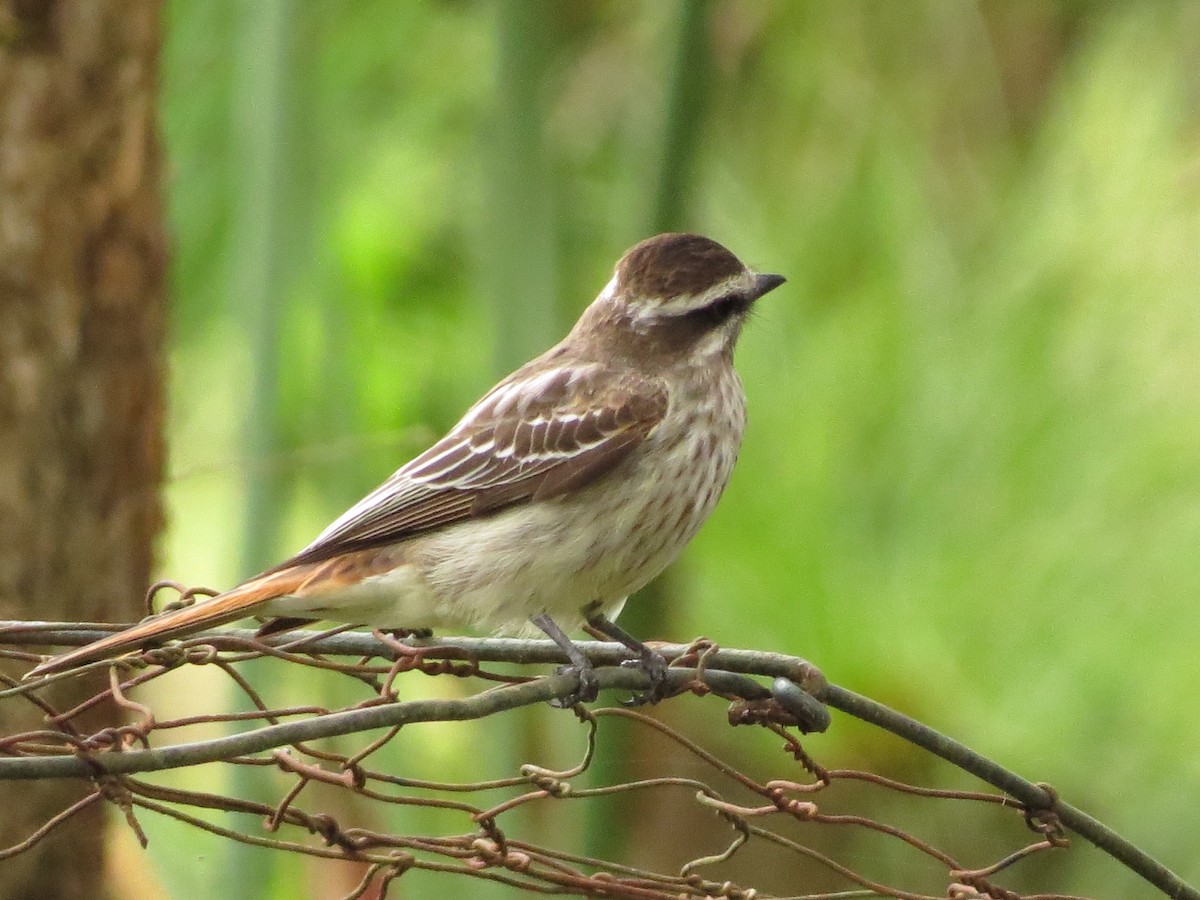 Variegated Flycatcher - ML122584001