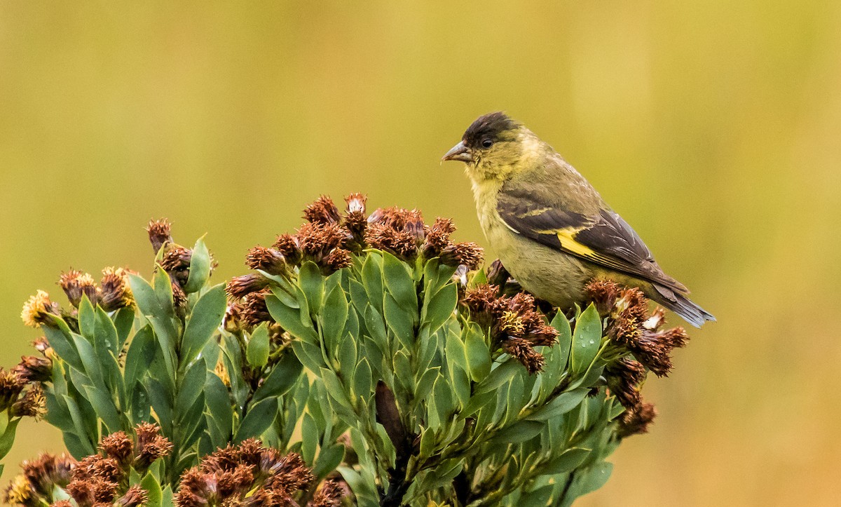 Andean Siskin - ML122584881