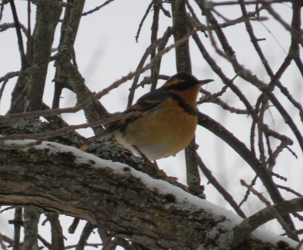 Varied Thrush - David New