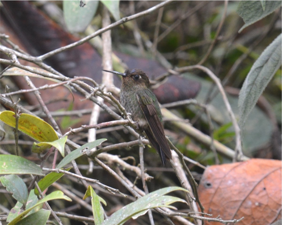 Buff-thighed Puffleg - Tom & Jenny Jackman