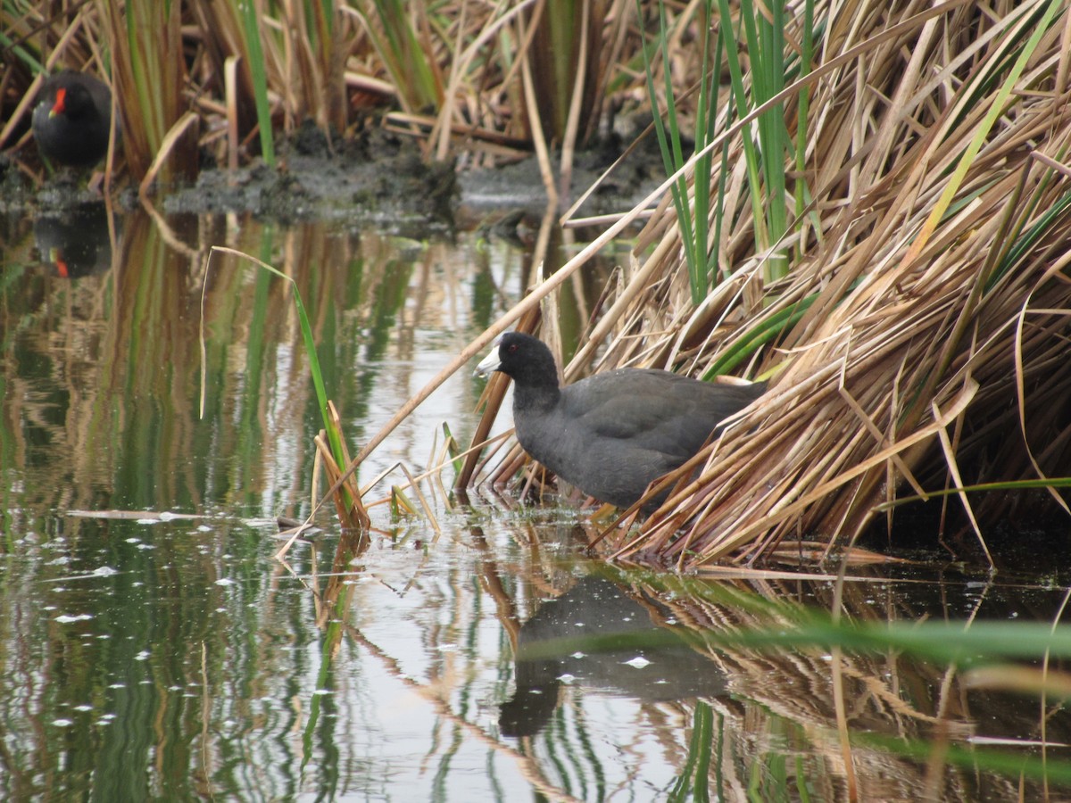American Coot - nicole-marie  pettinelli