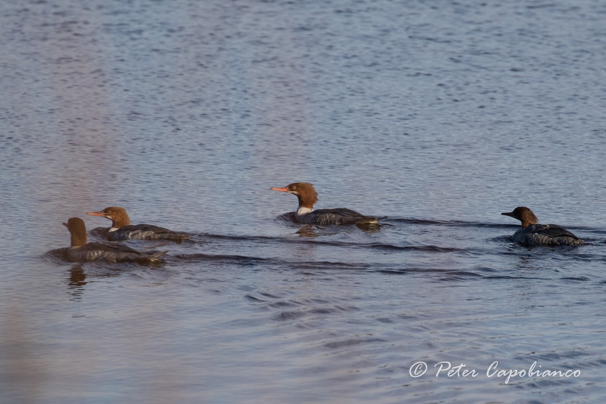 Common Merganser (North American) - ML122588301