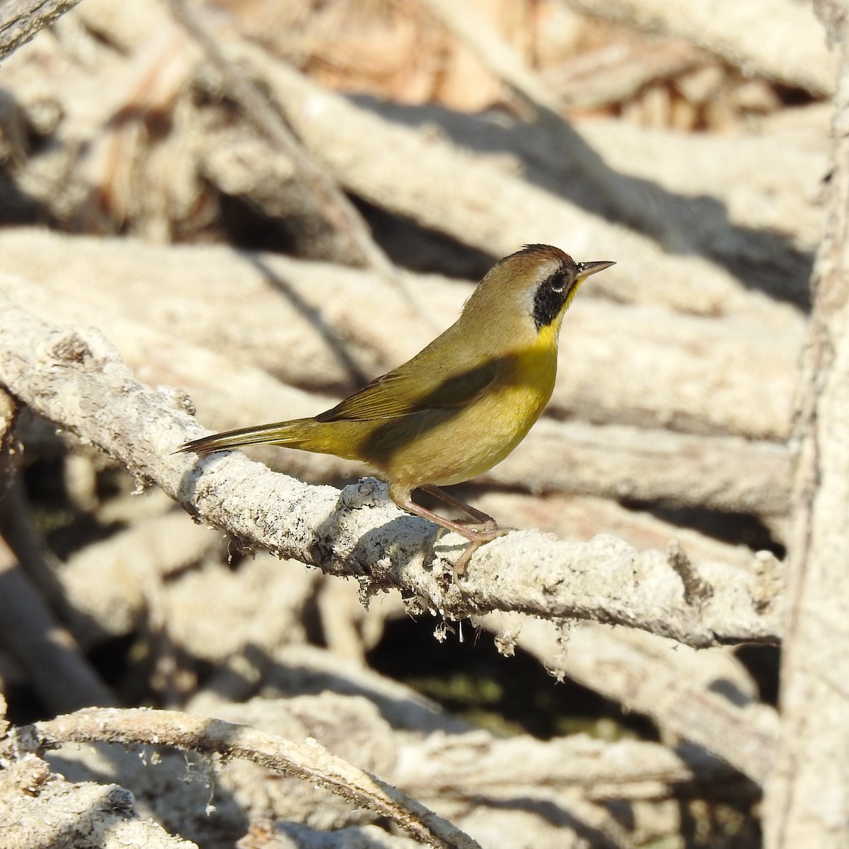 Common Yellowthroat - ML122588921