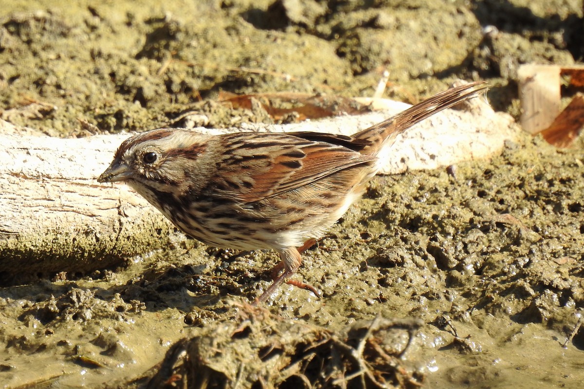 Song Sparrow - Charlotte Morris