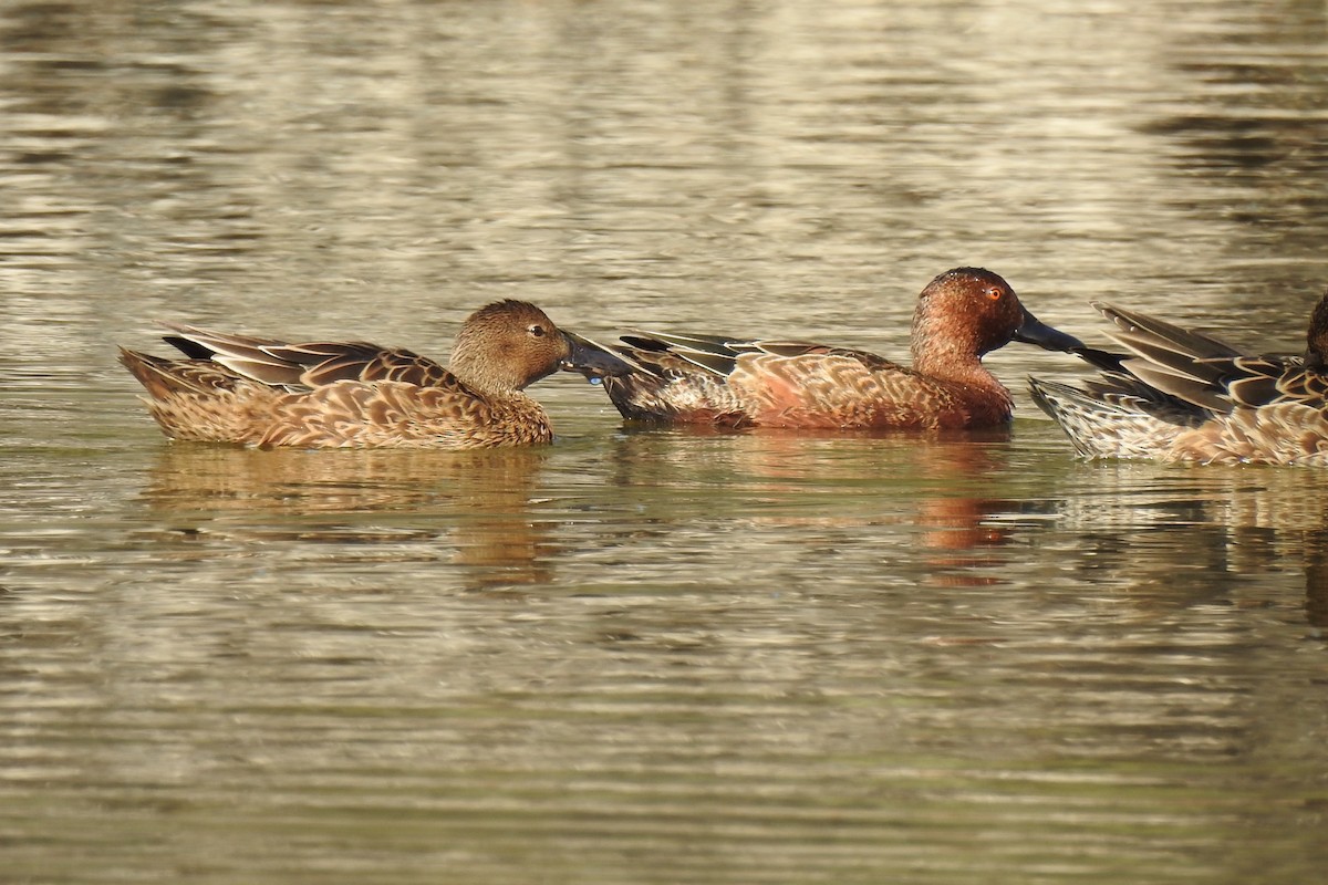 Cinnamon Teal - ML122589011