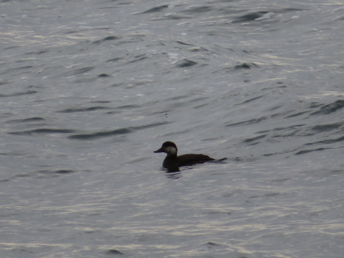 Black Scoter - ML122589151