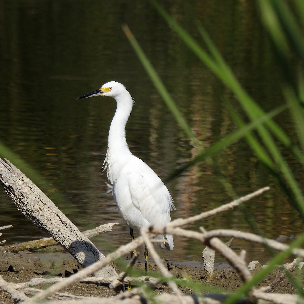 Aigrette neigeuse - ML122589371