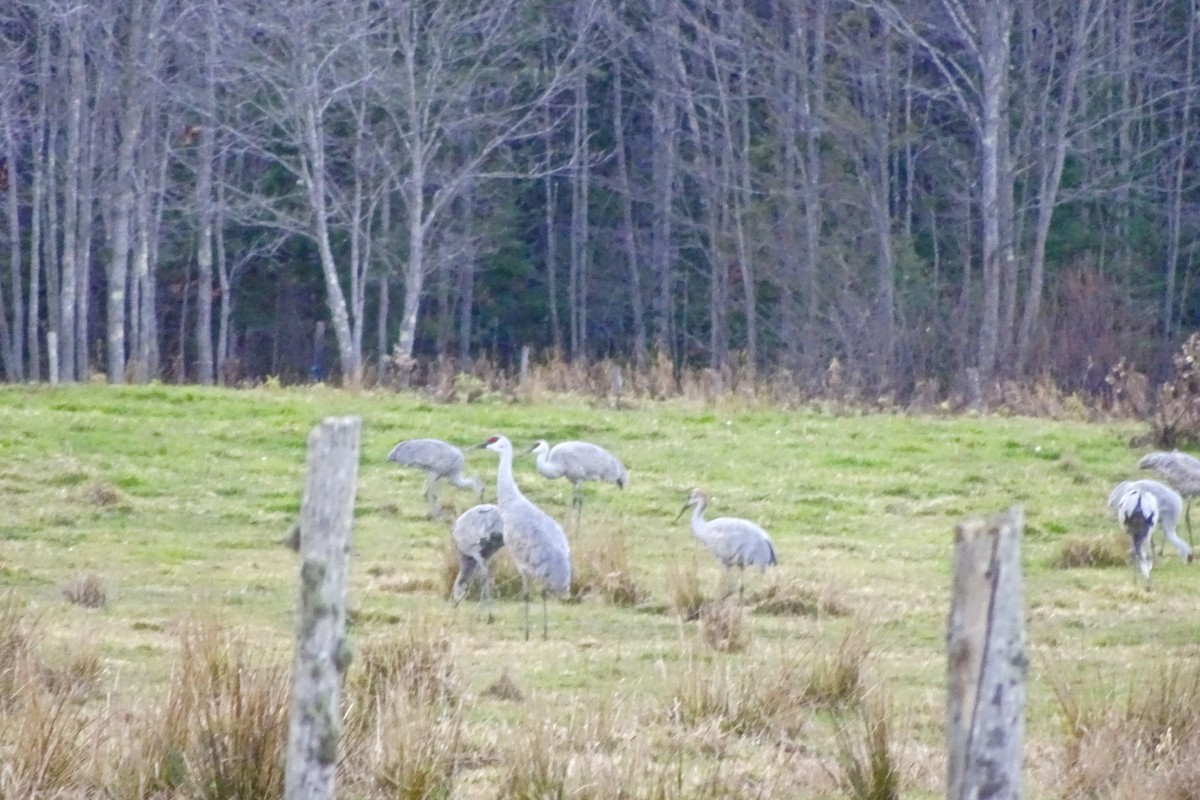 Sandhill Crane - Aletha Boyle