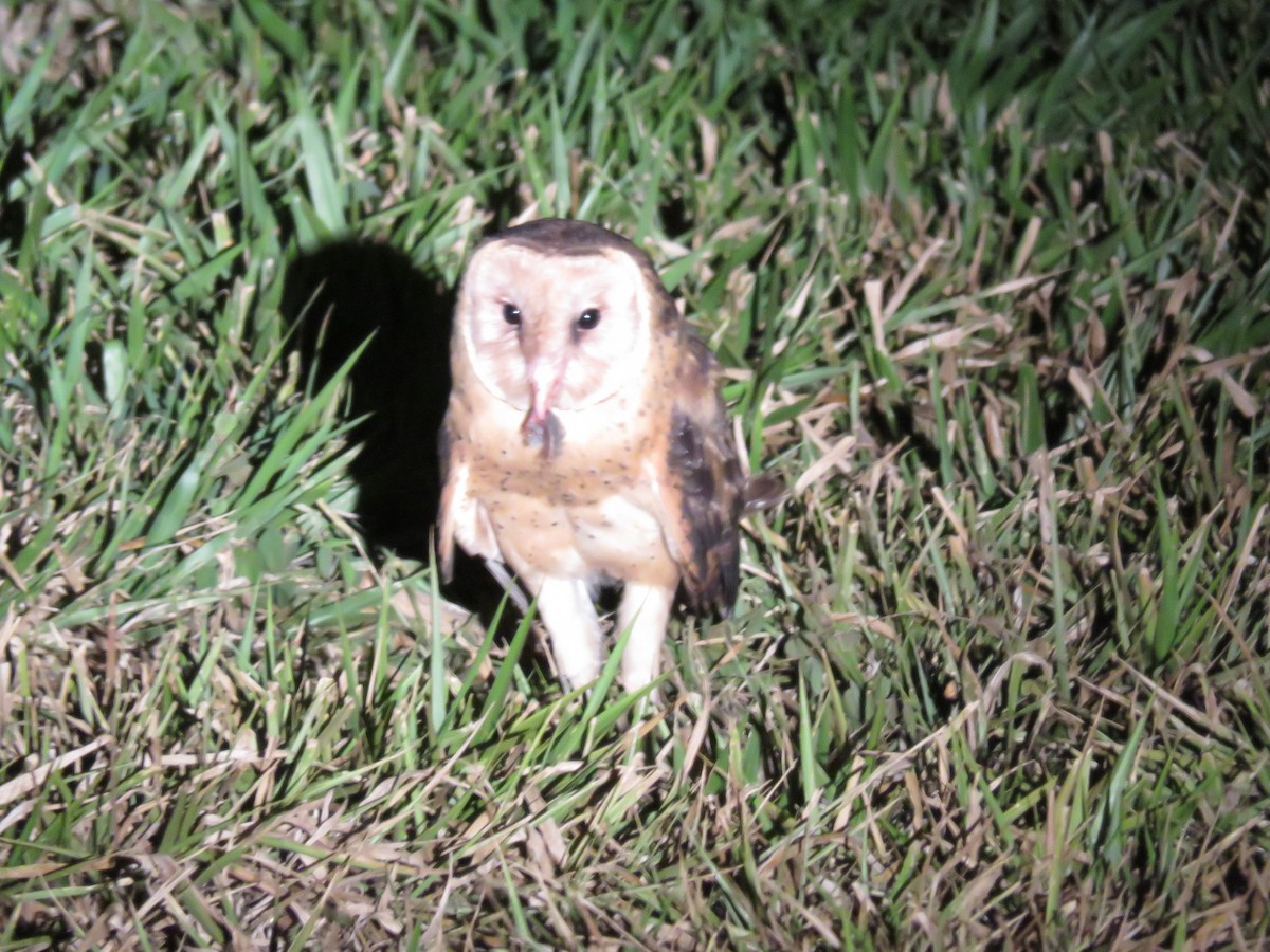 Australasian Grass-Owl - ML122592921
