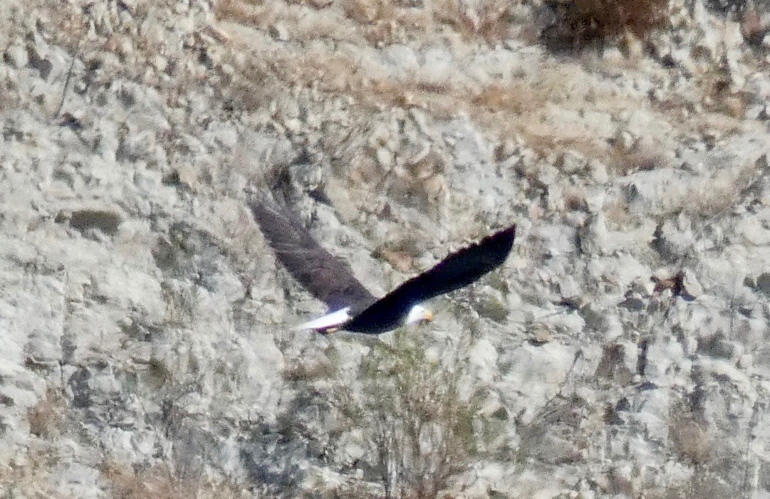 Белоголовый орлан - ML122593041